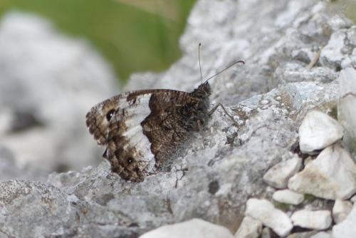 Hipparchia genava
